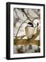 Chickadee-Brenda Petrella Photography LLC-Framed Giclee Print