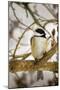 Chickadee-Brenda Petrella Photography LLC-Mounted Giclee Print