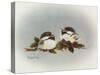 Chickadees and Holly-Peggy Harris-Stretched Canvas