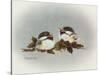 Chickadees and Holly-Peggy Harris-Stretched Canvas