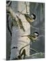 Chickadees at Dawn-Bruce Miller-Mounted Giclee Print