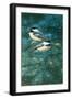 Chickadees-William Vanderdasson-Framed Giclee Print