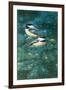 Chickadees-William Vanderdasson-Framed Giclee Print