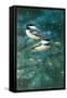 Chickadees-William Vanderdasson-Framed Stretched Canvas