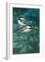 Chickadees-William Vanderdasson-Framed Giclee Print