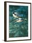 Chickadees-William Vanderdasson-Framed Giclee Print