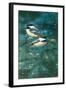 Chickadees-William Vanderdasson-Framed Giclee Print