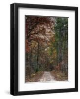 Chickasaw Forest in Autumn 1-Jai Johnson-Framed Premium Giclee Print