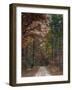 Chickasaw Forest in Autumn 1-Jai Johnson-Framed Giclee Print