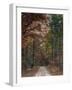 Chickasaw Forest in Autumn 1-Jai Johnson-Framed Giclee Print