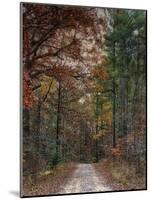 Chickasaw Forest in Autumn 1-Jai Johnson-Mounted Giclee Print