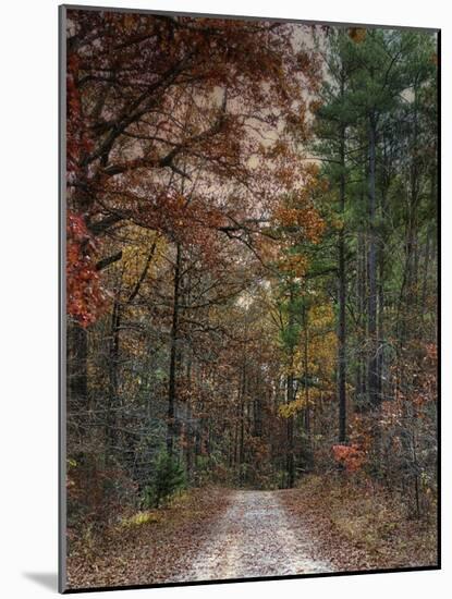 Chickasaw Forest in Autumn 1-Jai Johnson-Mounted Giclee Print