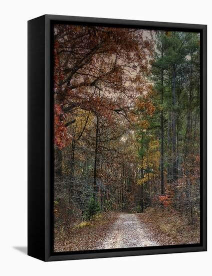 Chickasaw Forest in Autumn 1-Jai Johnson-Framed Stretched Canvas