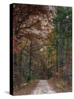 Chickasaw Forest in Autumn 1-Jai Johnson-Stretched Canvas