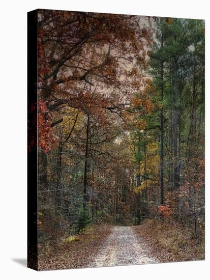 Chickasaw Forest in Autumn 1-Jai Johnson-Stretched Canvas