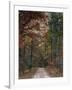 Chickasaw Forest in Autumn 1-Jai Johnson-Framed Giclee Print