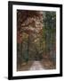 Chickasaw Forest in Autumn 1-Jai Johnson-Framed Giclee Print