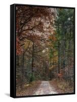 Chickasaw Forest in Autumn 1-Jai Johnson-Framed Stretched Canvas