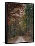 Chickasaw Forest in Autumn 1-Jai Johnson-Framed Stretched Canvas
