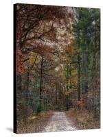 Chickasaw Forest in Autumn 1-Jai Johnson-Stretched Canvas