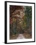 Chickasaw Forest in Autumn 1-Jai Johnson-Framed Giclee Print