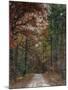 Chickasaw Forest in Autumn 1-Jai Johnson-Mounted Giclee Print