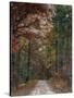 Chickasaw Forest in Autumn 1-Jai Johnson-Stretched Canvas