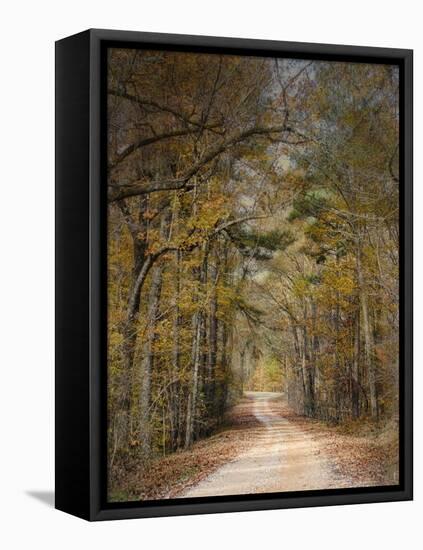Chickasaw Forest in Autumn 2-Jai Johnson-Framed Stretched Canvas