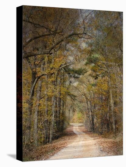 Chickasaw Forest in Autumn 2-Jai Johnson-Stretched Canvas