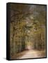 Chickasaw Forest in Autumn 2-Jai Johnson-Framed Stretched Canvas