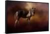 Chickasaw Pony in Autumn-Jai Johnson-Framed Stretched Canvas