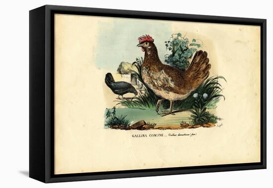 Chicken, 1863-79-Raimundo Petraroja-Framed Stretched Canvas