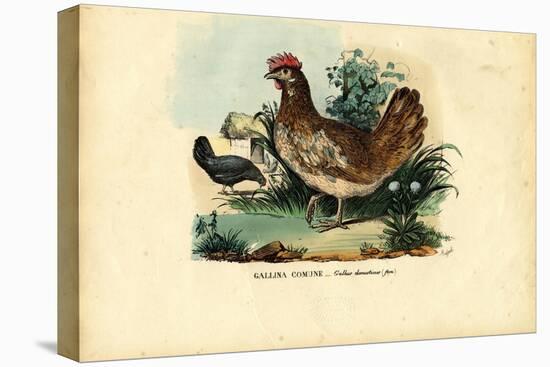 Chicken, 1863-79-Raimundo Petraroja-Stretched Canvas