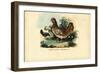 Chicken, 1863-79-Raimundo Petraroja-Framed Giclee Print