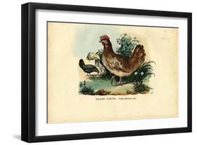 Chicken, 1863-79-Raimundo Petraroja-Framed Giclee Print