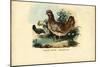 Chicken, 1863-79-Raimundo Petraroja-Mounted Giclee Print