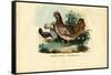 Chicken, 1863-79-Raimundo Petraroja-Framed Stretched Canvas