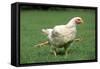 Chicken 4 Legged Chicken Running Through Grass-null-Framed Stretched Canvas