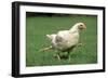 Chicken 4 Legged Chicken Running Through Grass-null-Framed Photographic Print