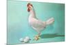 Chicken and Eggs, Retro-null-Mounted Premium Giclee Print