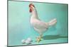 Chicken and Eggs, Retro-null-Mounted Art Print