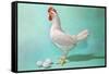 Chicken and Eggs, Retro-null-Framed Stretched Canvas