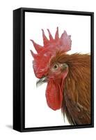Chicken Black Copper Maran in Studio-null-Framed Stretched Canvas