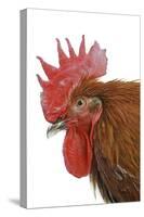 Chicken Black Copper Maran in Studio-null-Stretched Canvas