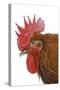 Chicken Black Copper Maran in Studio-null-Stretched Canvas