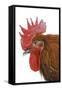 Chicken Black Copper Maran in Studio-null-Framed Stretched Canvas