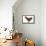 Chicken Black Copper Maran in Studio-null-Framed Stretched Canvas displayed on a wall