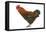 Chicken Black Copper Maran in Studio-null-Framed Stretched Canvas