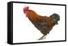 Chicken Black Copper Maran in Studio-null-Framed Stretched Canvas