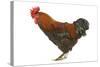 Chicken Black Copper Maran in Studio-null-Stretched Canvas